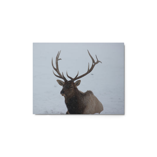 Elk in the Snow Metal Print