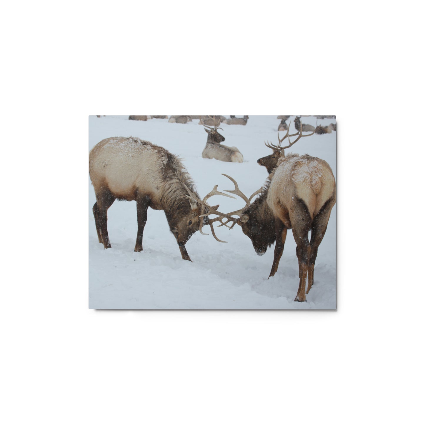 Fighting Elk Metal Print