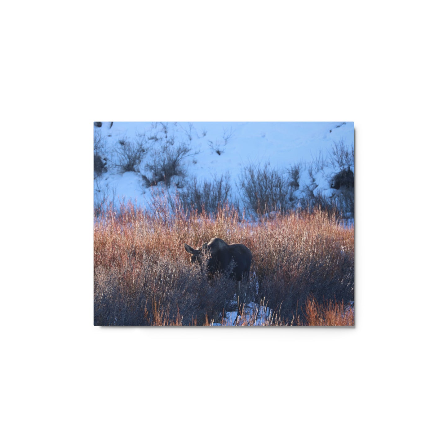 Morning Moose Metal Print