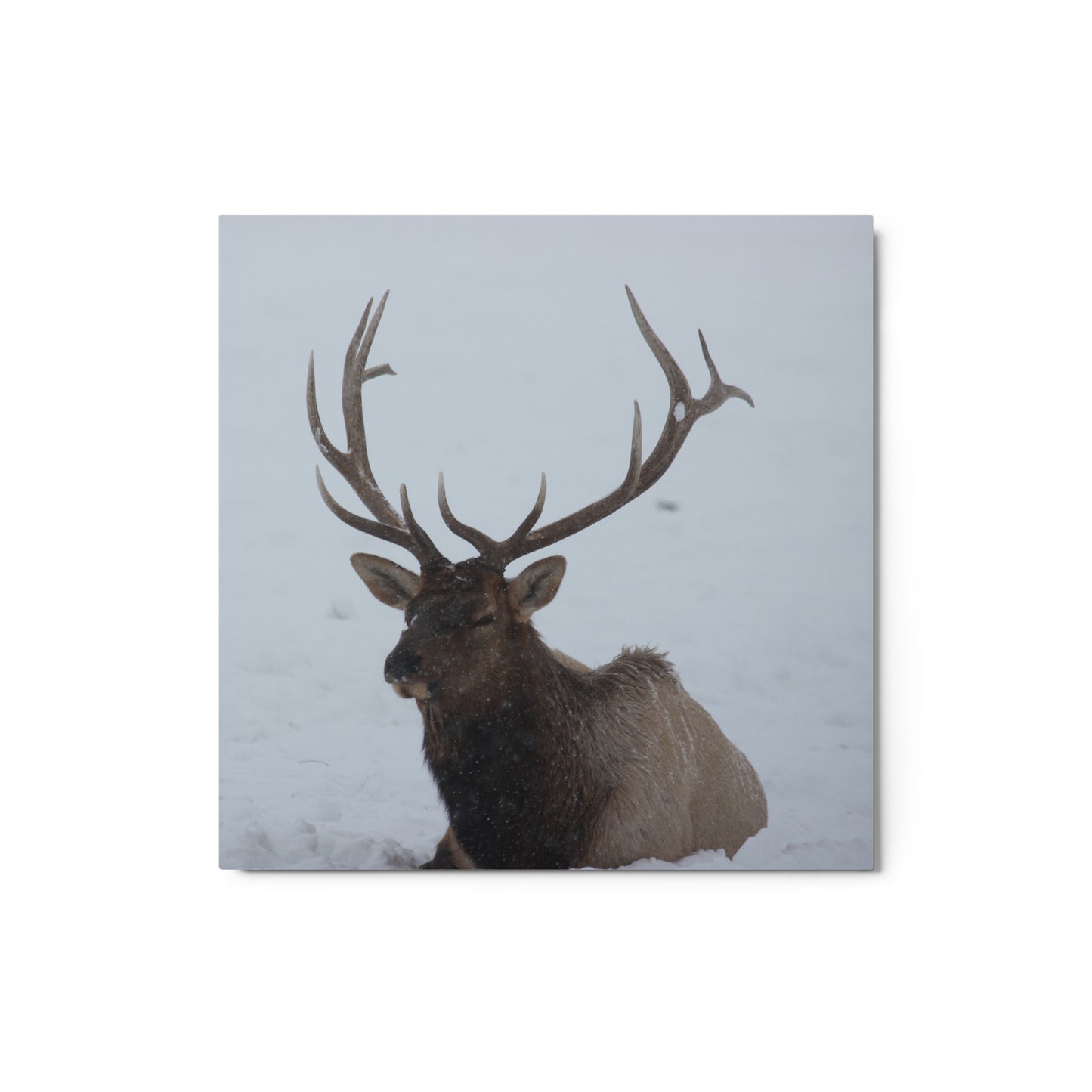 Elk in the Snow Metal Print