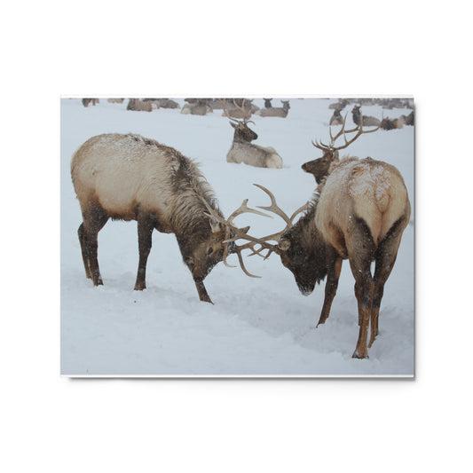 Fighting Elk Metal Print