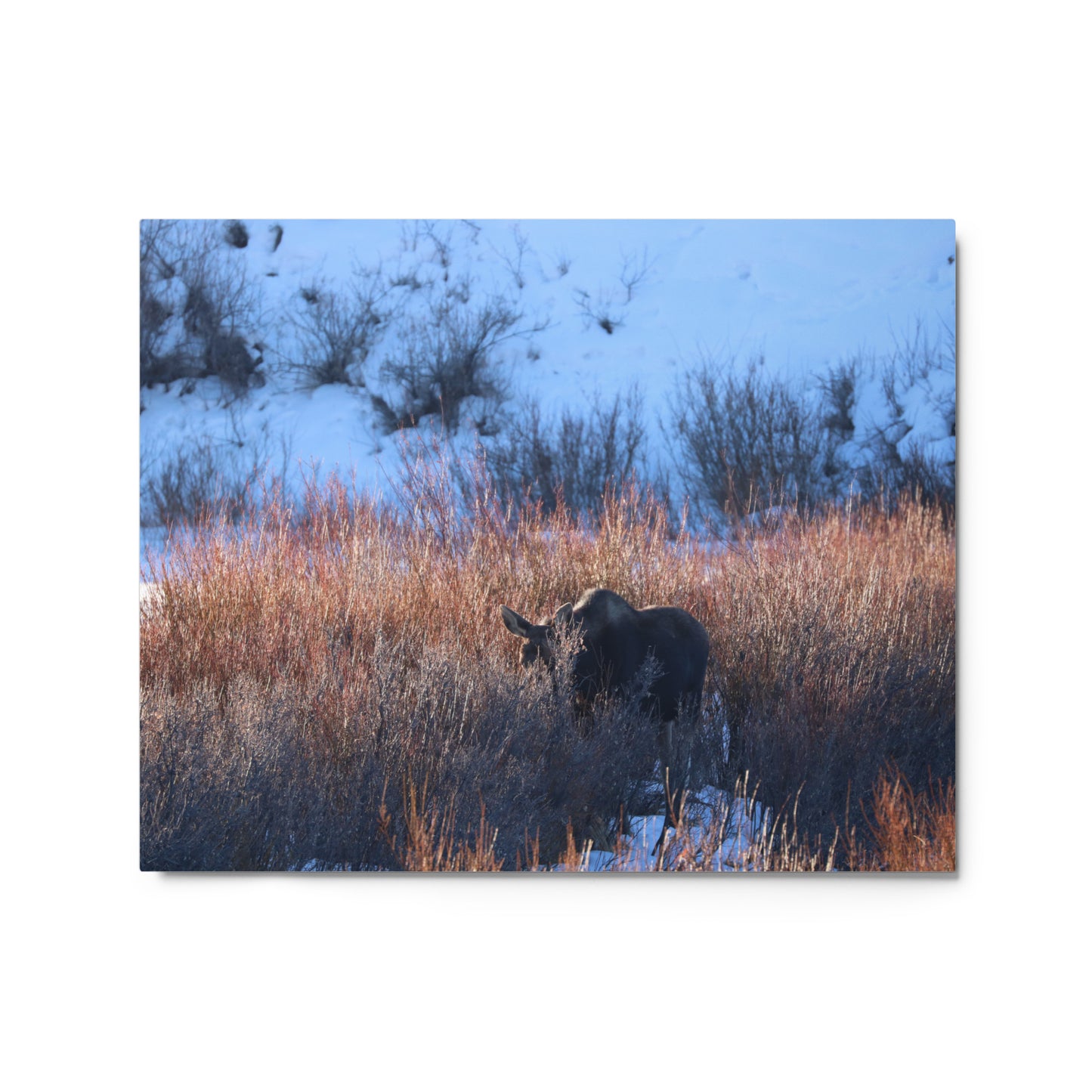 Morning Moose Metal Print