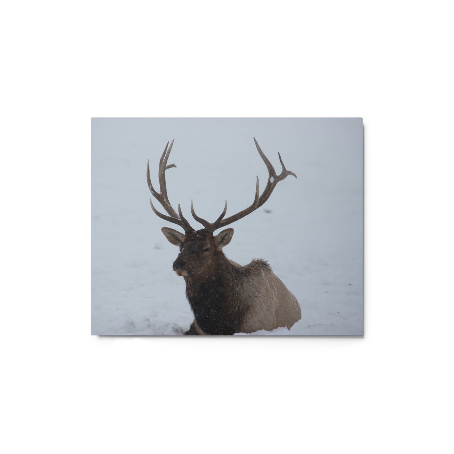 Elk in the Snow Metal Print