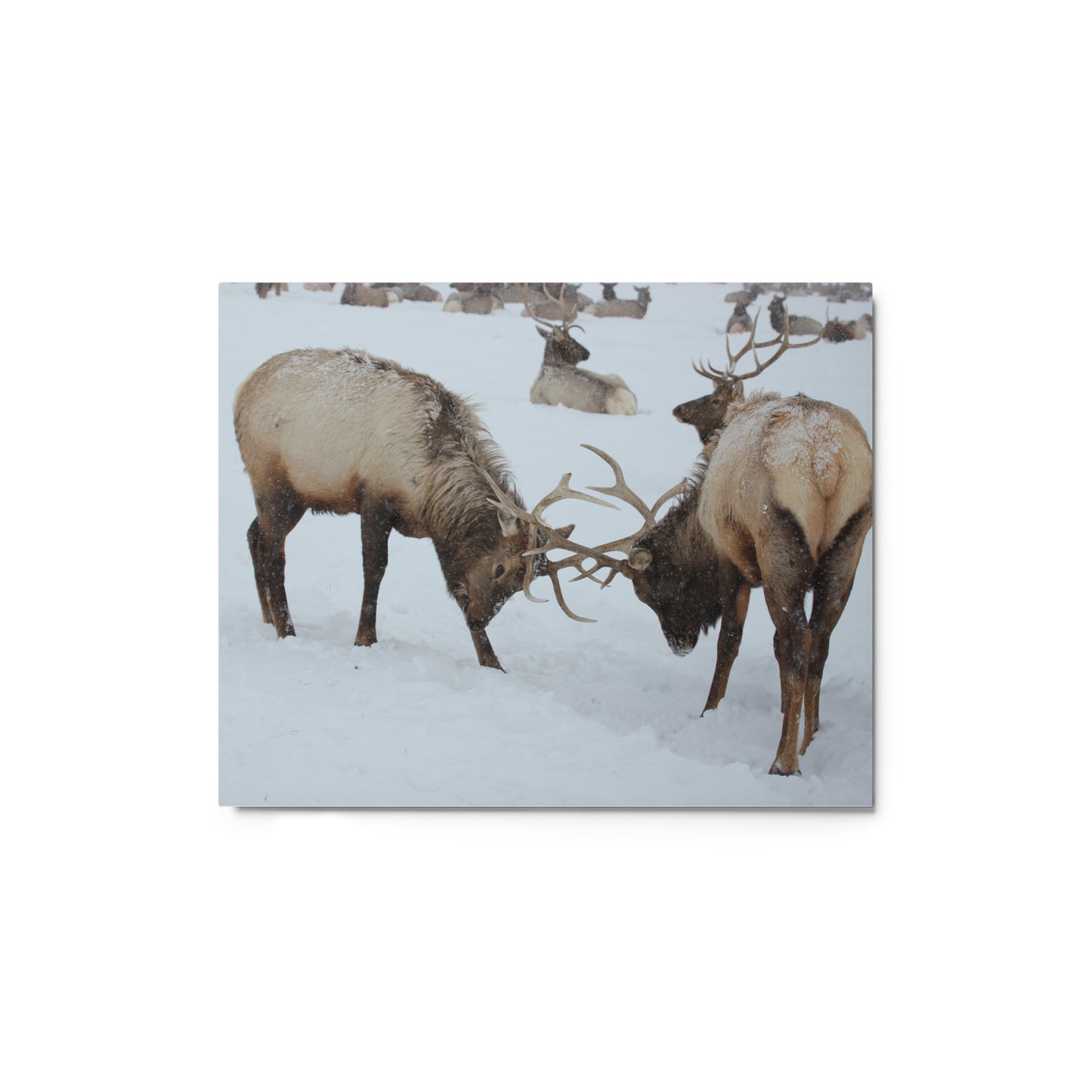 Fighting Elk Metal Print