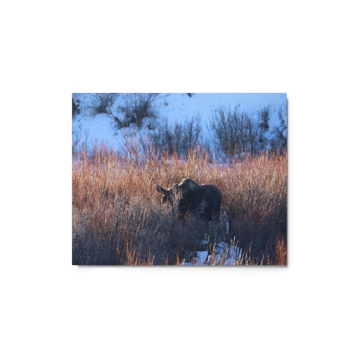 Morning Moose Metal Print