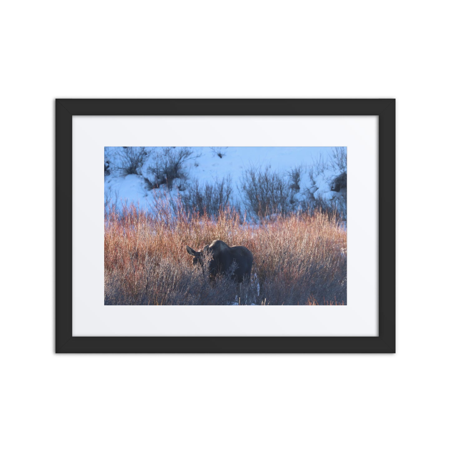 Morning Moose Framed Poster