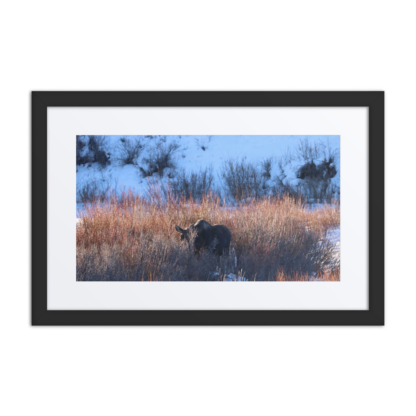 Morning Moose Framed Poster