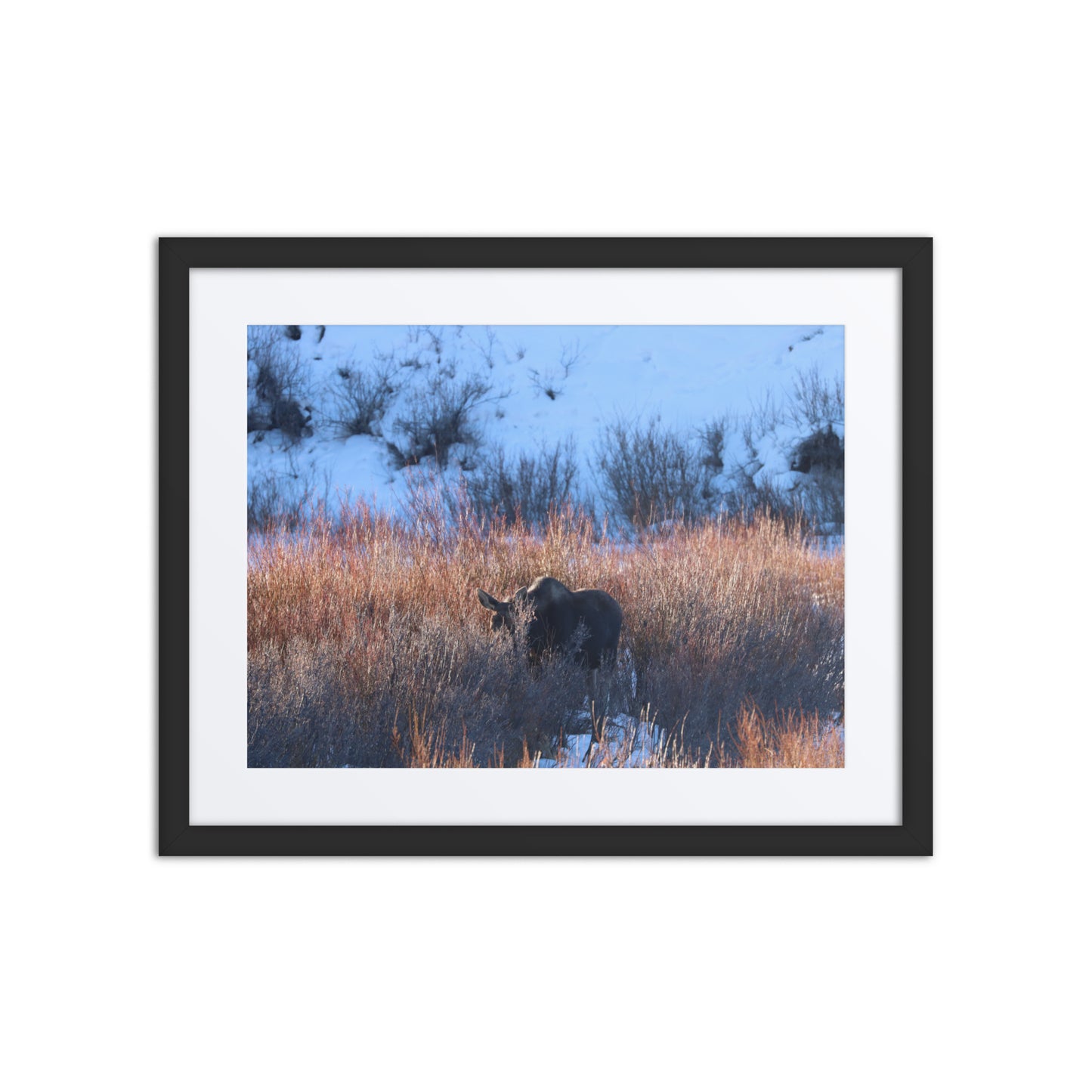 Morning Moose Framed Poster