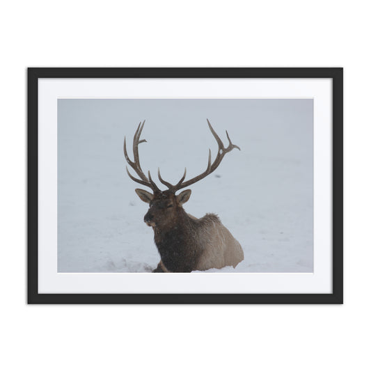 Elk in the Snow Framed Poster