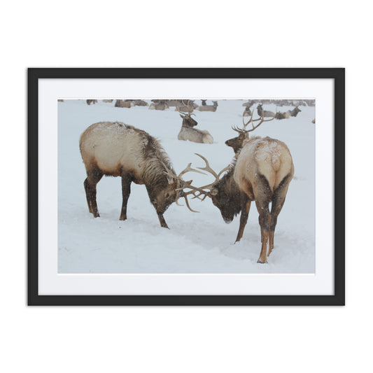 Elk Fighting Framed Poster