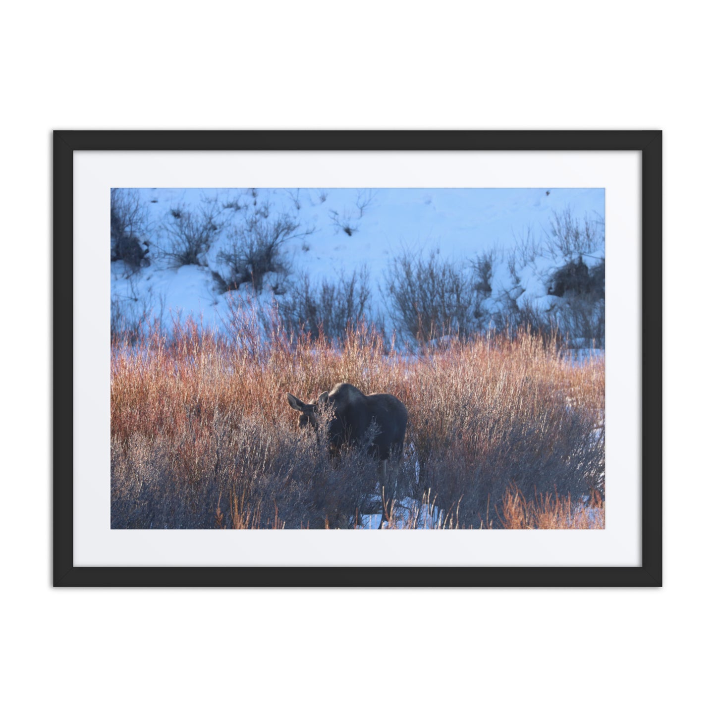 Morning Moose Framed Poster